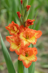 Wall Mural - orange and yellow colored gladiolus in a garden.