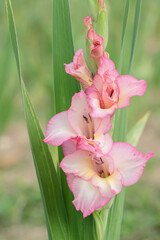 Wall Mural - pink and white colored gladiolus in a garden.