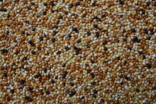 Texture Of Seed And Grain Mix For Bird Feed And Livestock .