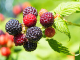 Natural fresh blackberries in garden. Bunch of ripe and unripe black raspberry - Rubus occidentalis - cultivar BRISTOL on branch of plant with green leaves on farm. Organic farming, healthy food, BIO