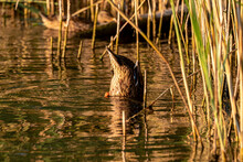 Female Duck Diving Its Head Looking For Food