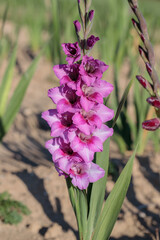 Wall Mural - single purple, pink gladiolus spike in a garden.