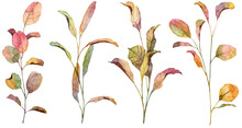 Set Of Hand Painted Watercolor Autumn Leaves. Realistic Botany Withered Colorful Leaves On White Background
