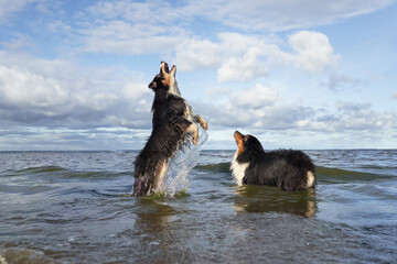  dogs plays in water. two Active australian shepherd jumping . Active holiday with a pet