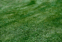 Perfect Field Lawn With Clover. Bright Green English Lawn. Selective Focus.