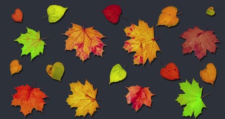 Wall Mural - Animated pattern background of rotating dry autumn leaves with shadow, happy thanksgiving background concept