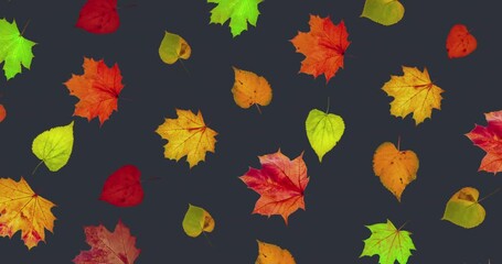 Wall Mural - Animated pattern of rotating dry autumn leaves with congratulations on blackboard background, happy thanksgiving day background concept