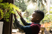 African American Boy Touching Green Leaves In Garden