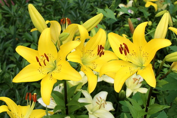 Wall Mural - Yellow lilies grow outdoors in the sun.