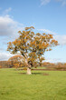 © Jenn's Photography  - Autumn oak tree in a meadow.