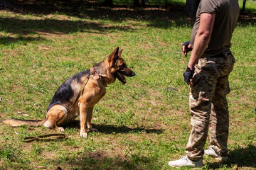 Wall Mural - German Shepherd attacking dog handler during aggression training.