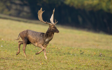 Wall Mural - fallow deer, dama dama, running on grassland in autumn nature. spotted stag sprintig on green grassl