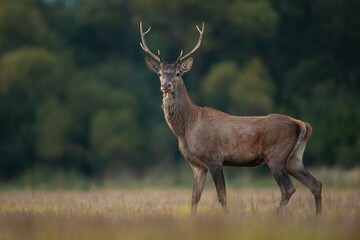 Wall Mural - young red deer, cervus elaphus, standing on dry meadow in autumn nature. juvenile stag looking on fi