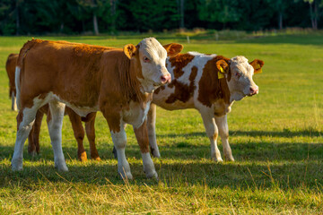 two calmed and relaxed white beige cows grazing in the green field on a sunny day. calf looking at c