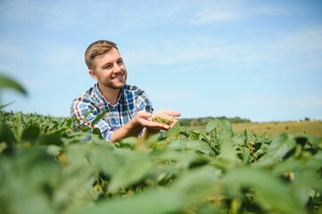 Farmer or agronomist examine green soybean plants in field.