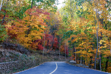 Wall Mural - The path in autumn red leaves forest.