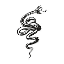 Snake Tattoo, Angry Black Viper Or Serpent, Vector Rock Or Biker Club Mascot. Angry Snake Bite With Fangs, Viper Or Anaconda Serpent In Angry Attack For Tattoo