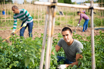 farmers collect insects from potato leaves in the garden