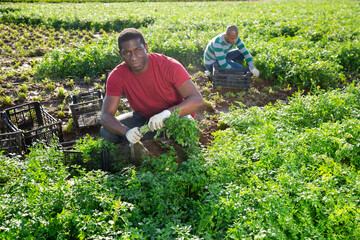 Canvas Print - African american farmer picking crop of young leaf parsley on farm plantation in summer.