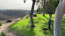 Beautiful View With Green Grass And Trees In Spring In California And Older Man Walking Beautiful Black Dog 