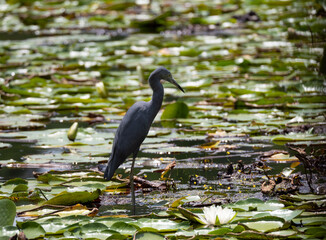 Wall Mural - Little Blue Heron Standing in Pond with Lily Pads and Flower