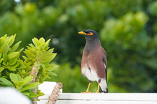 A Mynah Bird Sitting On A Fence In A Tropical Garden