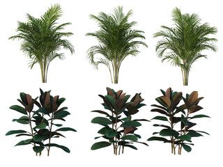  Tropical plants on a transparent background
