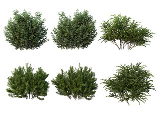 Sticker - Shrubs and bush on a transparent background
