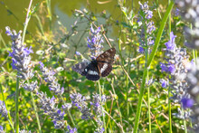 White Admiral Butterfly (limenitis Arthemis) Perched On Lavender Close Up Selective Focus.

