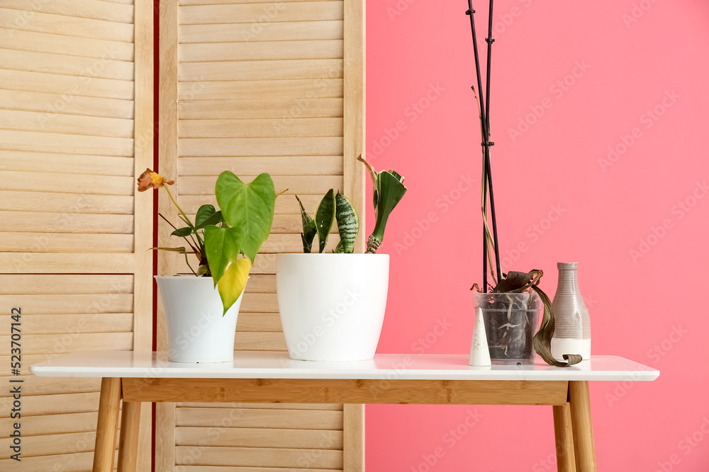 Table with wilted houseplants and folding screen near pink wall