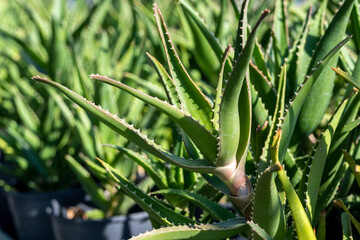 Aloe Vera, fresh leaf of Aloe Vera, natural background in farm garde, Aloe Vera Plantation. Aloe Vera for ingredient cosmetics
