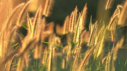 Wall Mural - The white grass flowers were gleamed by the morning sun, shining in a beautiful golden colour.

