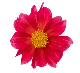 Wall Mural - Red dahlia flower isolated on white background