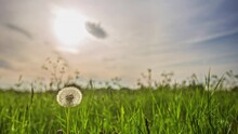 A Dandelion Puffball In The Foreground With A Defocused Sunset Time Lapse In The Background