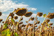 Dry sunflowers affected by drought in Hungary