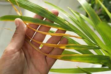 Woman near houseplant with leaf blight disease, closeup