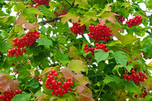 Ripe Red Berries On Green Leaves Background. Viburnum Bush Close-up