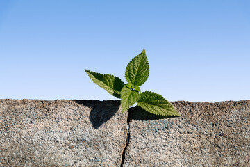 Wall Mural - Young plant growing through cracked wall