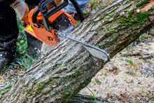 Following A Violent Storm, A Municipal Worker Cuts Down A Broken Tree In Forest