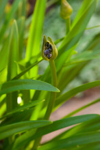 Leaf With Drops Agapanthus Lily Nile Agapanthus Bud Among Fresh Green Leaves Top View Close-up Copy Space