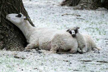 Wall Mural - Lamb and sheep are lying on the ground