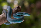 Fototapeta Zwierzęta - Blue viper snake on branch, viper snake, blue insularis, Trimeresurus Insularis