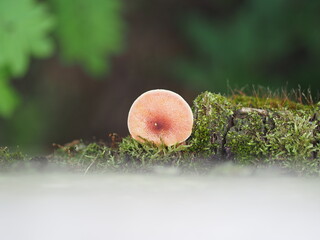 Poster - mushroom in the forest