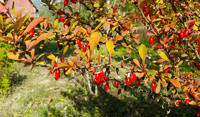 Wall Mural - red berries of barberry on a bush branch close-up