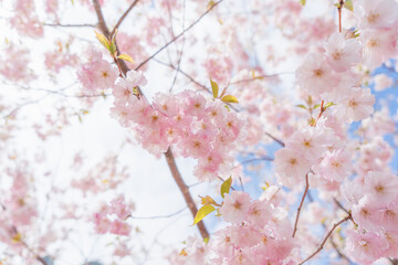  北海道の桜