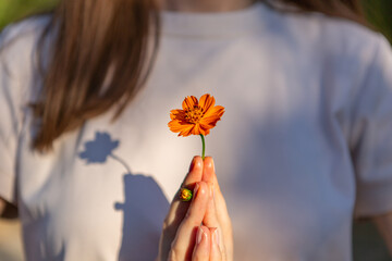 An orange flower in a woman hands