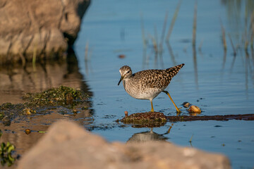 Poster - Wood Sandpiper (Tringa glareola) feeding on aquatic insects in the lake