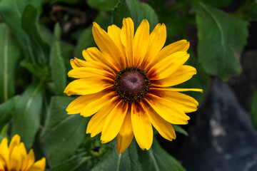 Wall Mural - rudbeckia hirta 'big smileyz love' a yellow orange herbaceous perennial summer autumn flower plant c