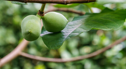 Wall Mural - Close-up fruit of common pawpaw growing on Asimina triloba in summer garden. Nature concept for any design background. Place for your text