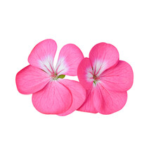 Flower Of Geranium Isolated On Transparent Background - PNG Format.